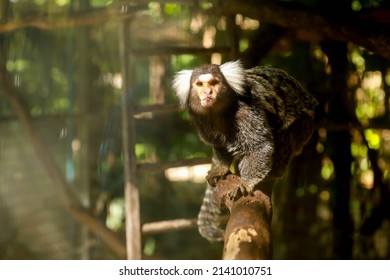 Common Marmoset Monkey (Callithrix jacchus) also called white-tufted marmoset or white-tufted-ear marmoset is a New World monkey.