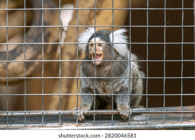 Common marmoset monkey sitting inside a wire cage with its mouth open.