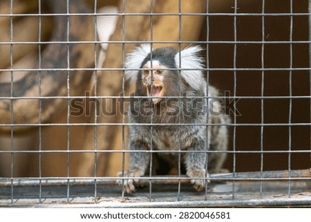 Common marmoset monkey sitting inside a wire cage with its mouth open.