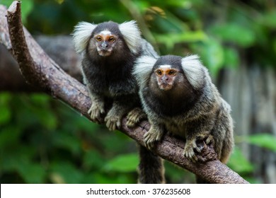 Common marmoset small monkey