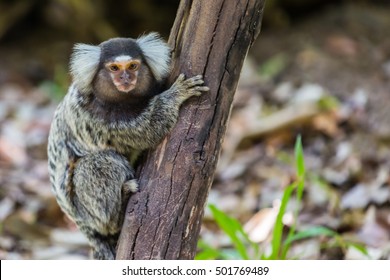 Common marmoset small monkey