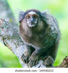 Common marmoset or White-eared marmoset (Callithrix jacchus); New World monkey.