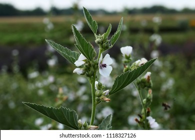 Common Marshmallow (Althaea Officinalis) In Field.