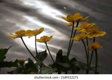 Common Marshmallow Flowers In Park Arnhem, The Netherlands

