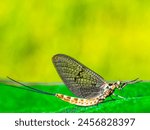 Common mayfly (Ephemera vulgata) sitting on an artificial grass.