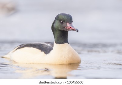 Common Merganser