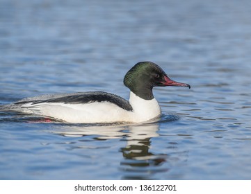 Common Merganser