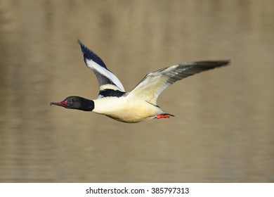 Common Merganser