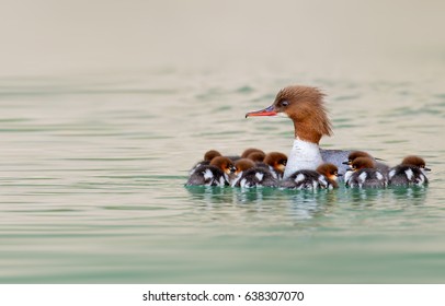 Common Merganser