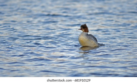 Common Merganser