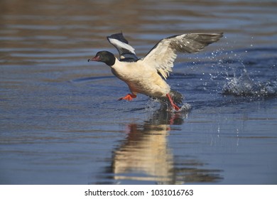 Common Merganser [Am.] [Mergus Merganser]