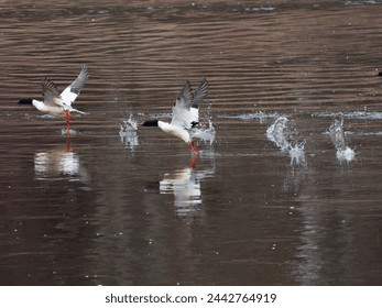 The common merganser birds runs through the water and tries to rise
