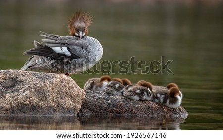 A common merganser with chicks 