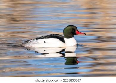 A Common Merganser duck drake floating in a lake with soft blue reflections. Close up view.