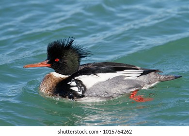 A common merganser duck on the water