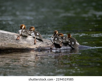 Common Merganser ducklings resting on log  in the river
