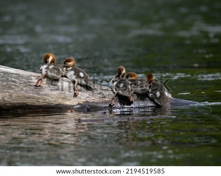 Common Merganser ducklings resting on log  in the river