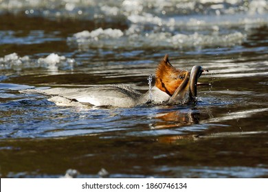 Common Merganser Eats European River Lamprey