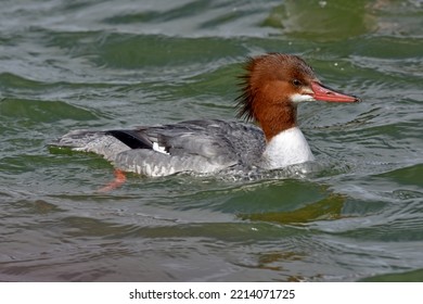 Common Merganser Female Forages In A Wisconsin River