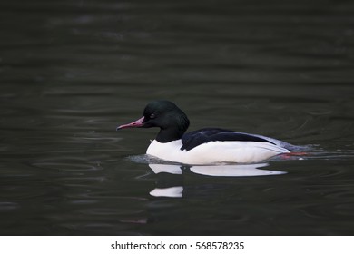 Common Merganser (male)