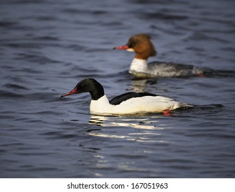 Common Merganser [Mergus Merganser]