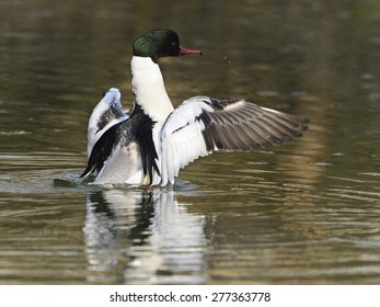 Common Merganser  [Mergus Merganser]