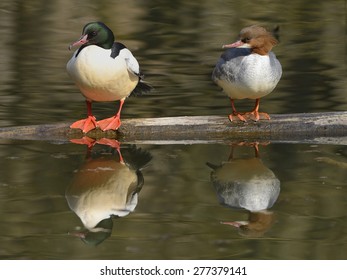 Common Merganser [Mergus Merganser]