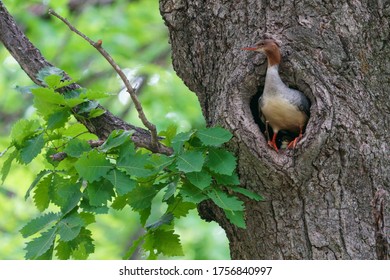 common merganser in the nest