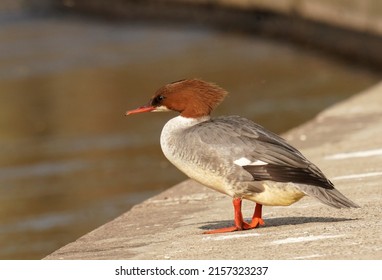 The common merganser (North American) or goosander (Eurasian) (Mergus merganser) is a large seaduck of rivers and lakes in forested areas of Europe, Asia, and North America.	