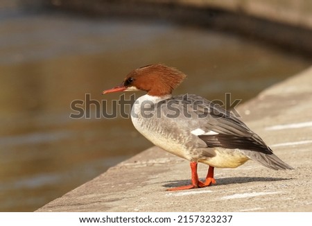 The common merganser (North American) or goosander (Eurasian) (Mergus merganser) is a large seaduck of rivers and lakes in forested areas of Europe, Asia, and North America.	