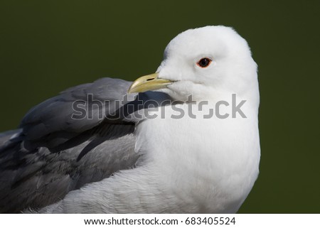 Common Mew Gull