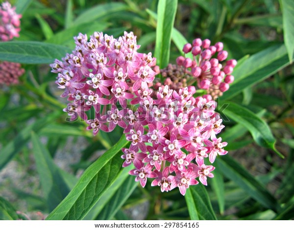 Common\
Milkweed (Asclepias syriaca) growing in a\
meadow.