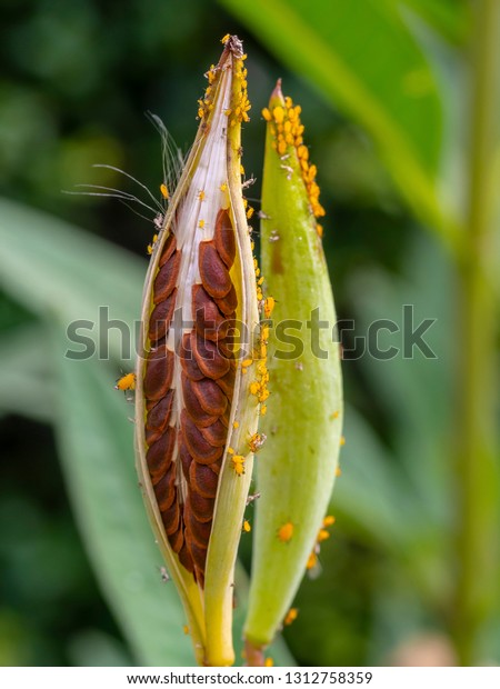 common milkweed, butterfly flower, silkweed, silky\
swallow-wort, and Virginia silkweed, is a species of flowering\
plant.