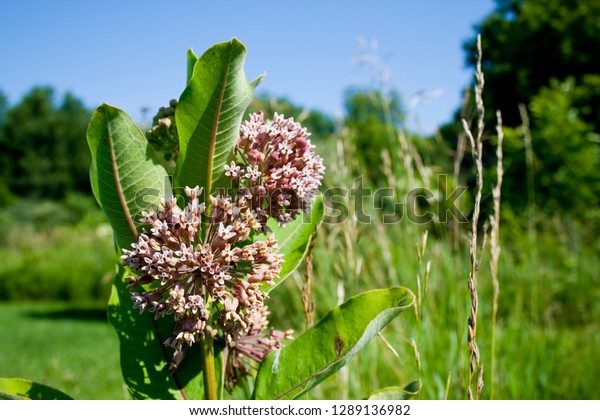 Common Milkweed
Flower