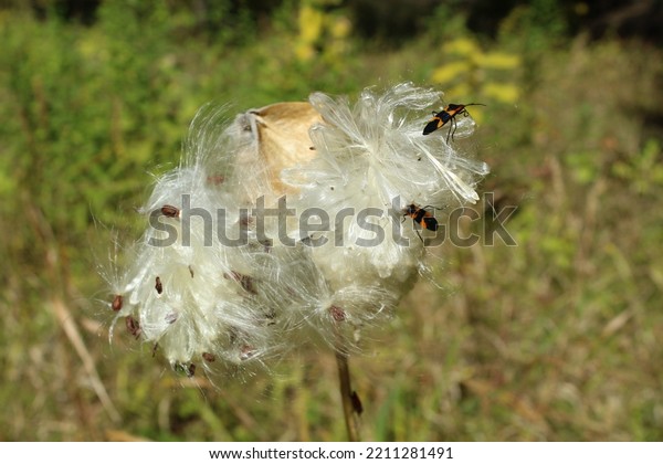 Common milkweed fluff with two milkweed\
bugs at Miami Woods in Morton Grove,\
Illinois