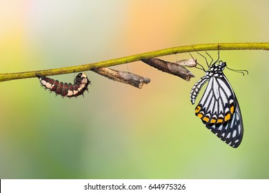Common Mime (Papilio clytia) butterfly life cycle from caterpillar to pupa and its adult form, isolated on nature background with clipping path