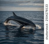 The Common Minke Whale (Balaenoptera acutorostrata) is one of the smallest and most widely distributed baleen whales. Typically measuring between 23 to 32 feet (7 to 10 meters) in length, 