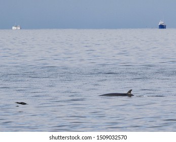 Common Minke Whale Or Northern Minke Whale (Balaenoptera Acutorostrata) On The Coast Of Grense Jakobselv, Norway