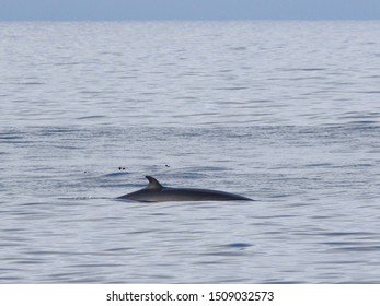 Common Minke Whale Or Northern Minke Whale (Balaenoptera Acutorostrata) On The Coast Of Grense Jakobselv, Norway