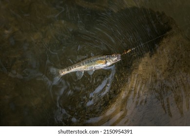 Common Minnow Fish In Natural Environment. Eurasian Minnow Fishing At Mountain River. Phoxinus Phoxinus Side View