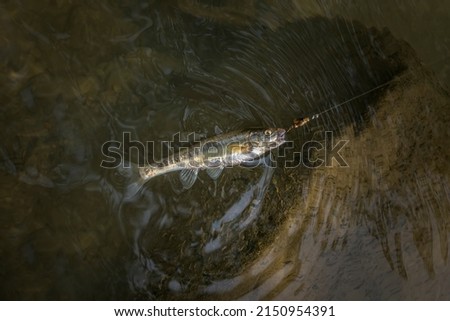 Common minnow fish in natural environment. Eurasian minnow fishing at mountain river. Phoxinus phoxinus side view