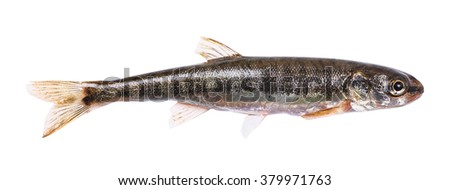 Common minnow (Phoxinus phoxinus) on a white background. Small freshwater fish . Male. Length 5.5 cm
