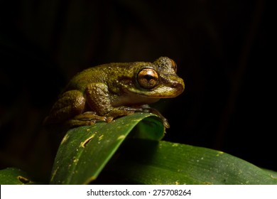 The common mist frog Litoria rheocola is native to the fast flowing streams of the wet tropics in Australia. They are only seen at night, average 35mm in size and are listed as critically endangered.