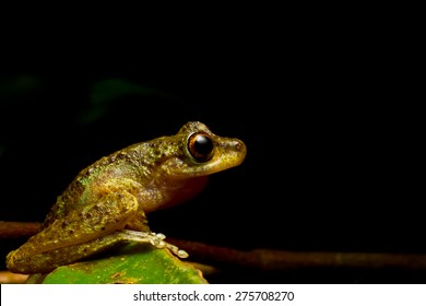 The common mist frog Litoria rheocola is native to the fast flowing streams of the wet tropics in Australia. They are only seen at night, average 35mm in size and are listed as critically endangered.