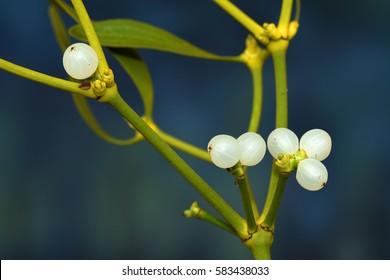 Common Mistletoe (viscum Album)