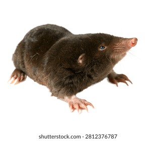 Common Mole With Large Claws Looking Up Full Body Isolated On White Background