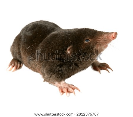 Common Mole With Large Claws Looking Up Full Body Isolated On White Background