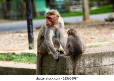 Common Monkey kid (bonnet Macaque), Bandipur,india