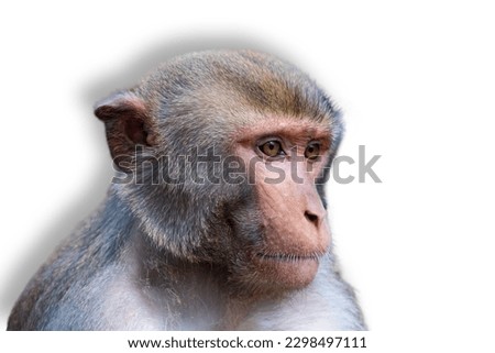 Common monkey with white background