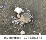 Common moon crab or Matuta lunaris on Pattaya beach in Chonburi, Thailand.